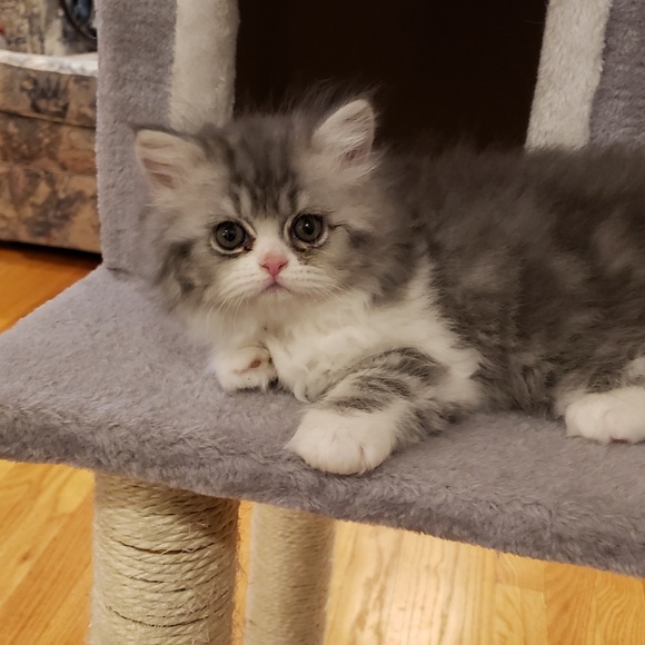 Meet your Posher, Liane - Picture 5 of 7